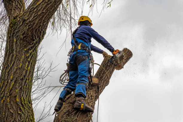 Best Fruit Tree Pruning  in New Waverly, TX