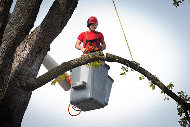Professional Tree Removal in New Waverly, TX